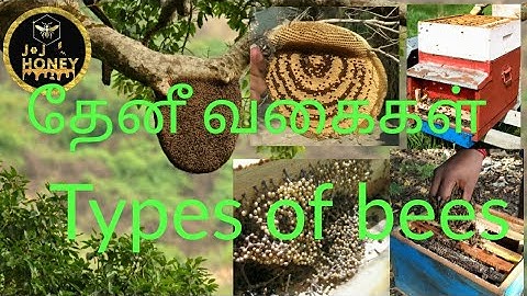 தேனீ வகைகள்/Type of bees/ honey bee/thanivlarpu/ tamil