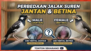 CARA MEMBEDAKAN JALAK SUREN JANTAN VS BETINA, TERBUKTI✨ !! 