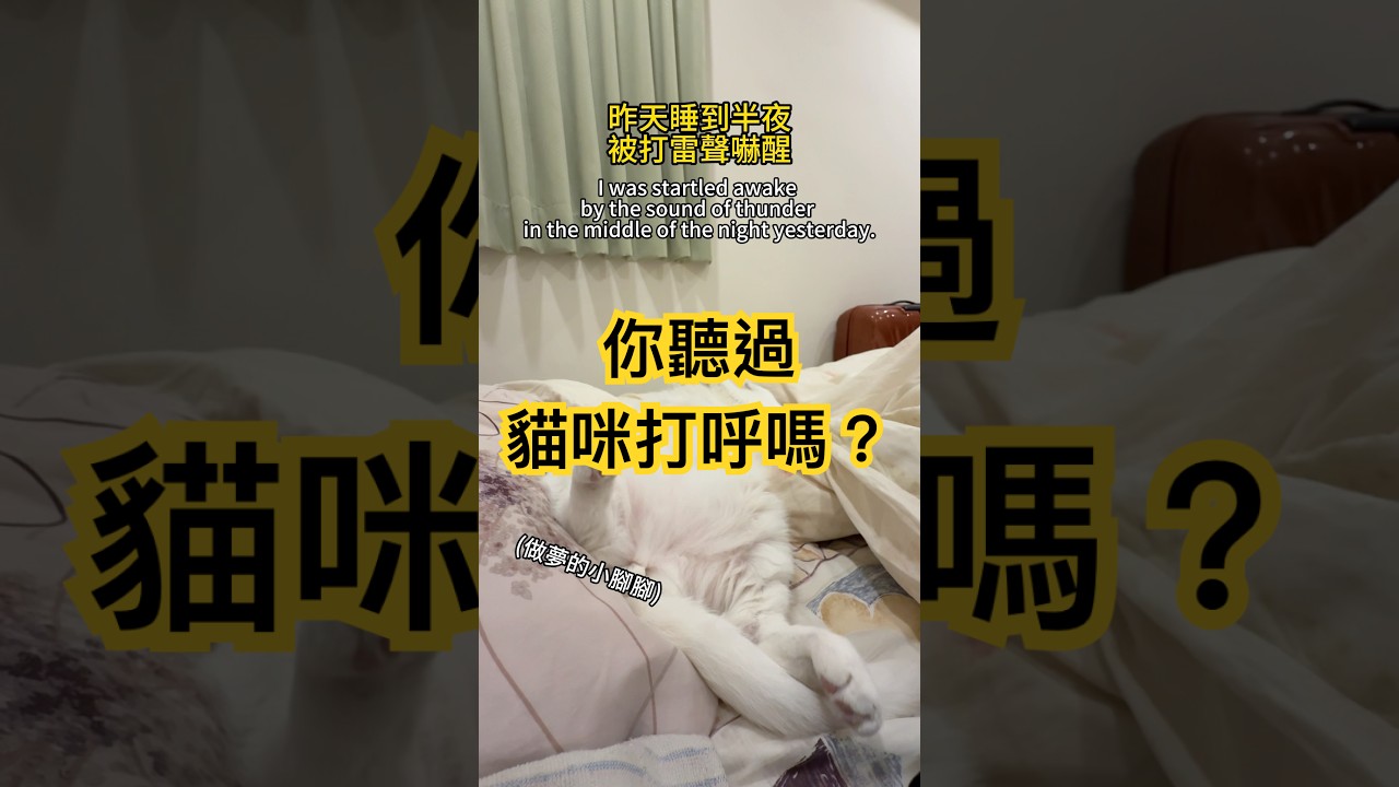 讓小妖長年睡不好的罪魁禍首The culprit behind Yao‘s years of poor sleep 【Alma終於有頻道】