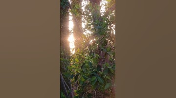 اذكار الصباح ، آية الكرسي 🤍☀️ #راحة #القرآن_الكريم #سورة_البقرة