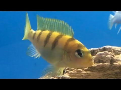 live free armory AGGRESSIVE demanson’s cichlid (pseudotropheus demasoni)