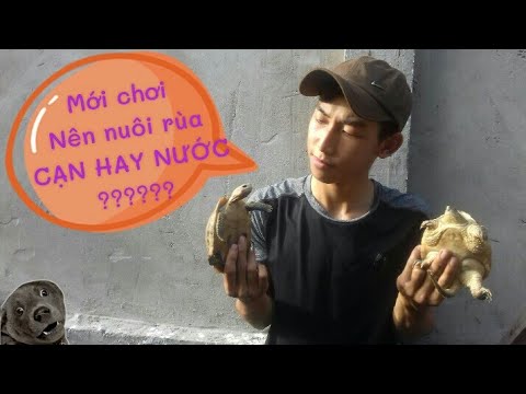 Video NÊN CHỌN RÙA CẠN HAY NƯỚC???????????? - youtube