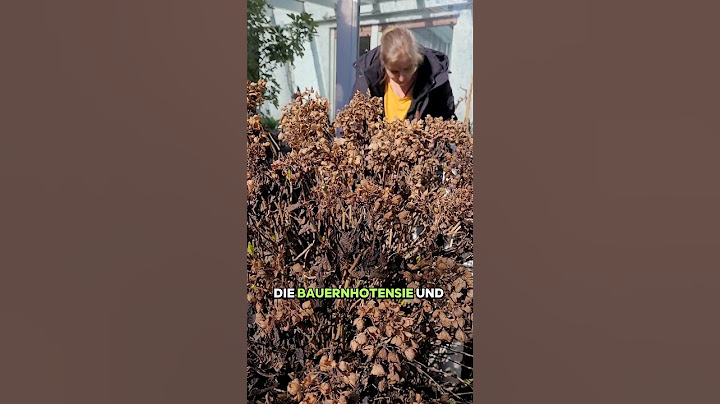 Bauernhotensie schneiden - so einfach geht's! #bauernhortensie #bauernhortensienschnitt #hortensien