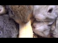 Baby Bunny Rabbits Eating Banana