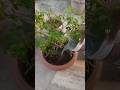 Fungicide for Plants || #trending #garden #terracegardenindia #viral #gardening #shorts #shortsviral