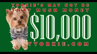 Want To Buy A Yorkie? This Is How Much They Cost