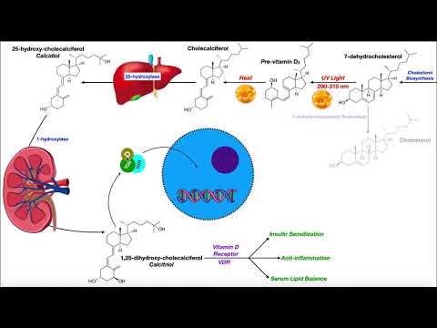 Vitamin D | Biosynthesis & the Vitamin D Receptor