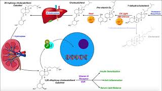 Vitamin D | Biosynthesis & the Vitamin D Receptor