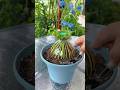 Beautiful portulaca flowers pruning and plant easy looking at this