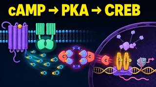 How a GPCR Turns Genes On | cAMP–PKA–CREB Pathway