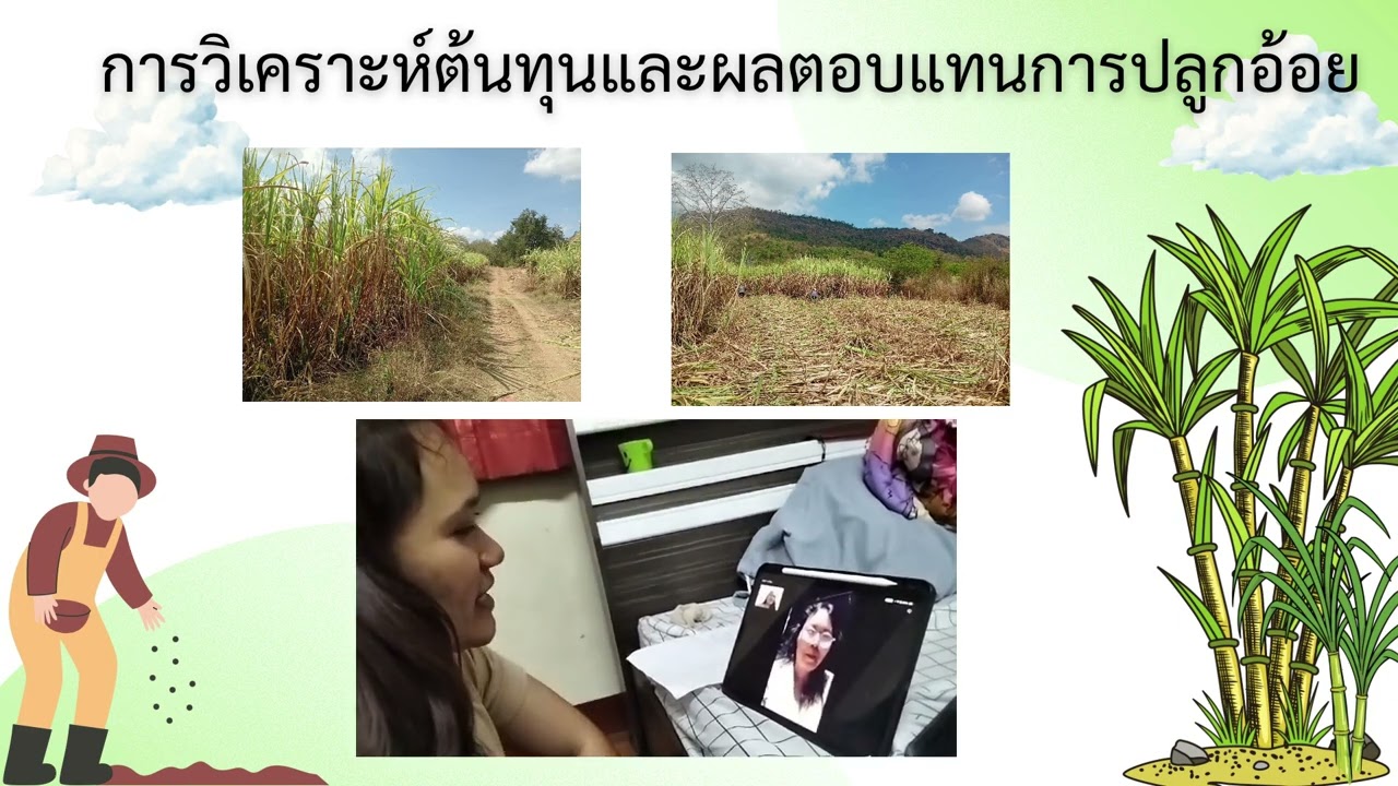 วิเคราะห์ต้นทุนและผลตอบแทนการปลูกอ้อย