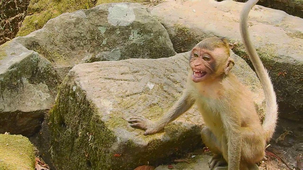 Who hurt Maci till cry like this, Orphan Maci crying seek for help but no one cares, Maci monkey cry