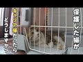 保護した野良猫がエイズキャリアだったらどうしますか？