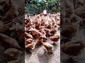 crianza de gallinas ponedoras HY Line una de las mejores en posturas