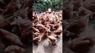 crianza de gallinas ponedoras HY Line una de las mejores en posturas