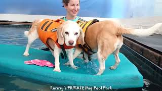 Beagle Gang swim! by The Best of Rummy's Beach Club 54 views 3 months ago 2 minutes, 28 seconds