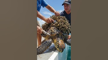 Humans help turtles get rid of barnacles - Super Stress-relieving Episode 2
