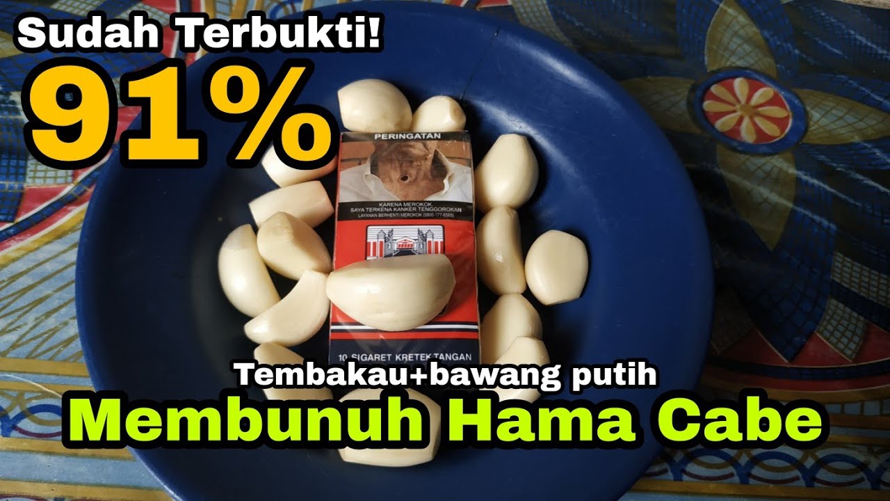 Pestisida Ampuh dari Rokok dan Bawang Putih | Mengatasi Hama Tanaman Cabe Secara Organik