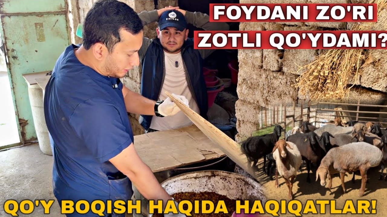 Куйдан Фойда Килиш Учун Факат Зотли Бокиш Керакми? Бунака Куй Бокишни Курмагансиз! #2025 #куй 