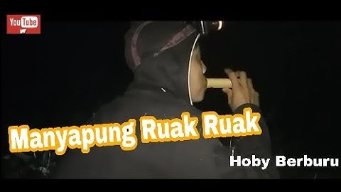 Cara Menjaring Ruak Di Malam Hari | Manyapung Burung ruak ruak