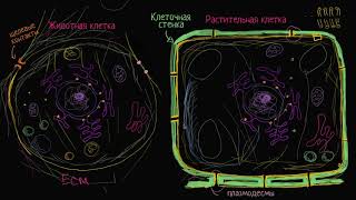 Строение растительной и животной клетки