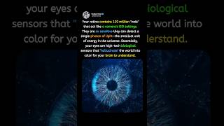 Your Eyes are High-Tech Sensors 👁 #BiologyFacts #TechVsHuman #ScienceExplained #QuantumPhysics