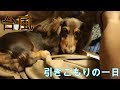 【愛犬】お散歩大好き犬がお散歩に行けない地獄の一日