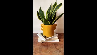Try This Simple Pottery Trick to Create A Textured Plant Pot 🪴