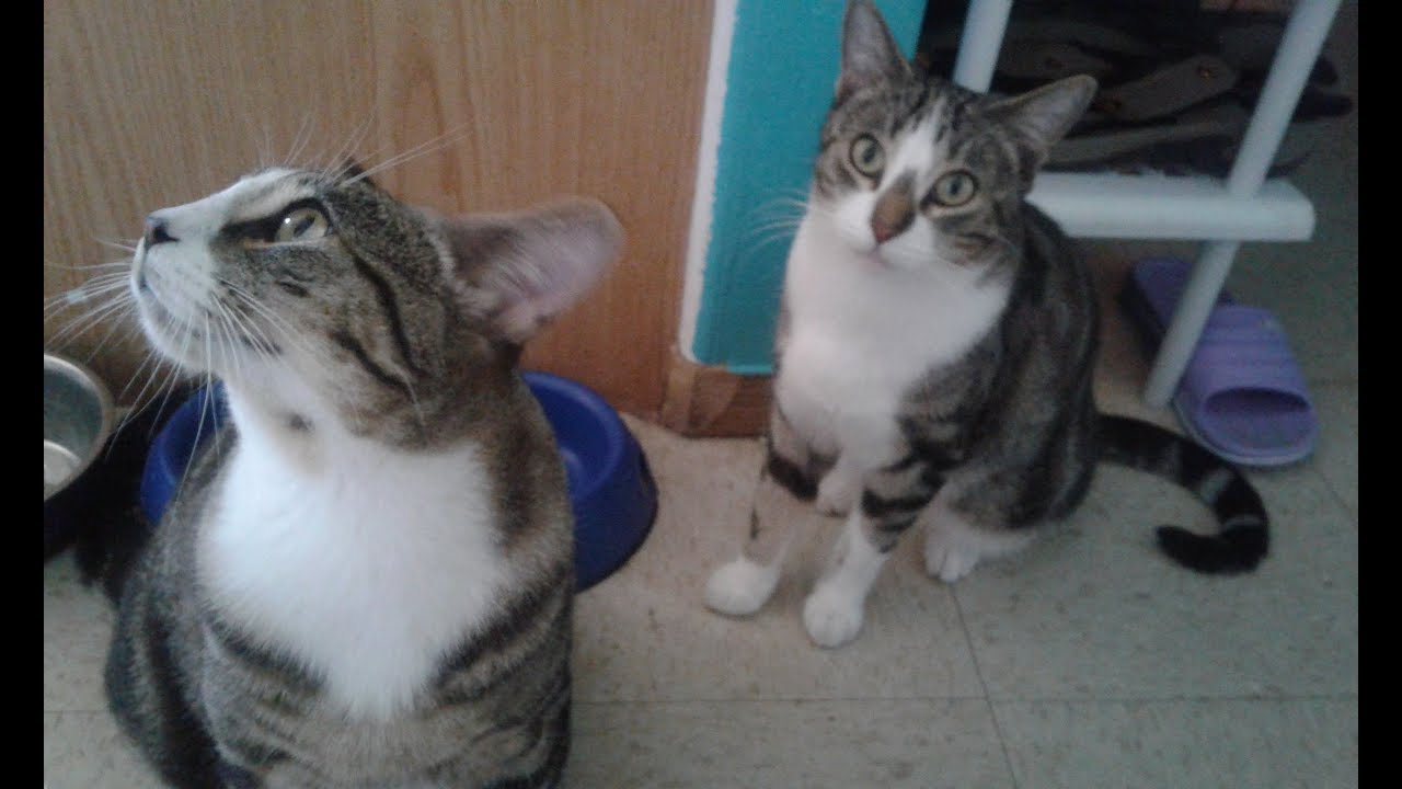 Bootiful Kitties YouTube