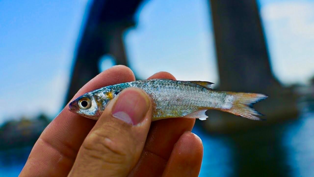 FLORIDA BRIDGE FISHING WITH LIVE BAIT! SNAPPER FEEDING FRENZY!