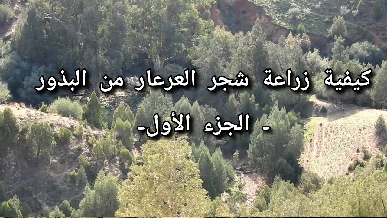 كيفية زراعة شجر العرعار من البذور - الجزء الأول -