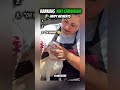 Top 3 Niki Chihuahua Happy Moments 😍🤣 #funny #chihuahua #shorts