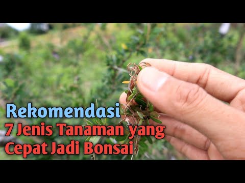 Video: Berapa tinggi tumbuhan runjung mini tumbuh?