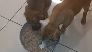 German Shepherd Pitbull Mix( Eating Spinach with beef )