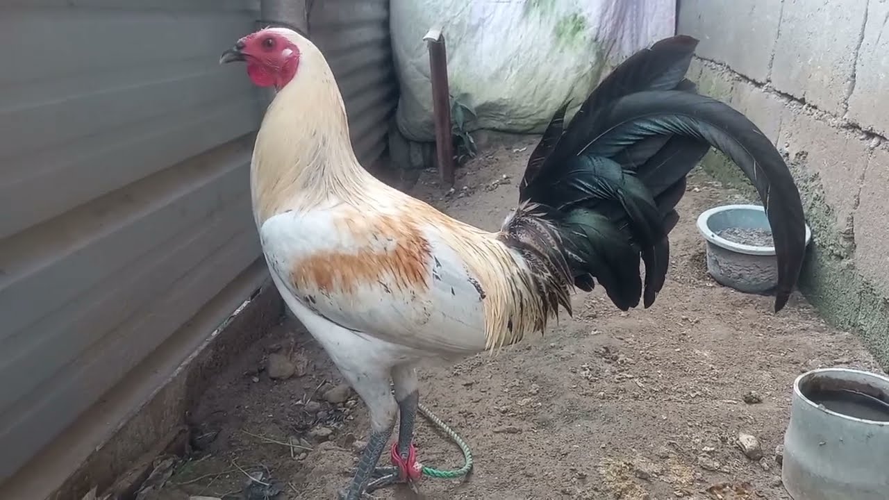 #chicken #hen #rooster #manok #jlcbackyard #youtubeshorts #shorts #breeder #backyardpoultryfarming