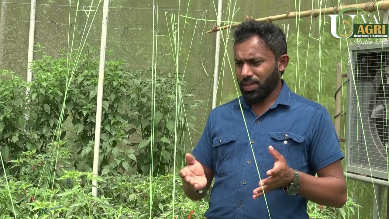 ආරක්ෂිත ගෘහ තුළ මිරිස් බීජ නිෂ්පාදනය - MICH -HY-01