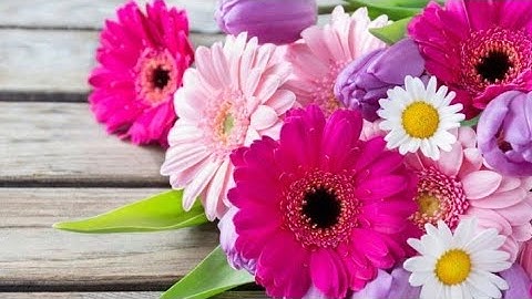 سورة الفتح بصوت الشيخ مشاري العفاسي 🌸تلاوة هادئة تريح القلب 🌸