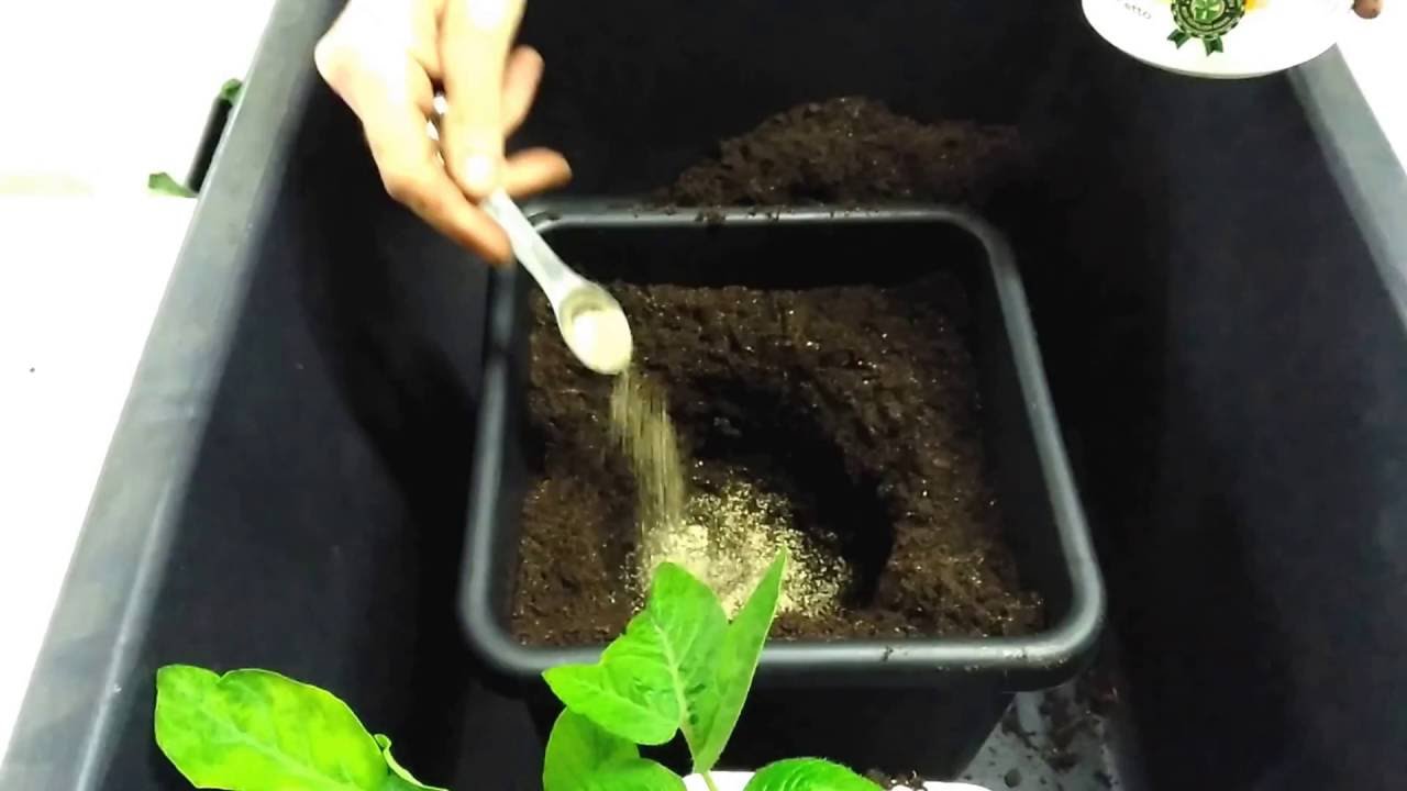 Growing Tomato with Autopot & Boitabs - Step 2 - Pot the plant & add mycotrex