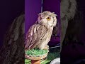 Unexpected Owls #owls #Seaham