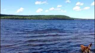 Nokia swimming swimming