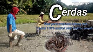 Cara Cepat Mencari Belut Di Belakang Traktor Sawah | 100% Belut Mabuk