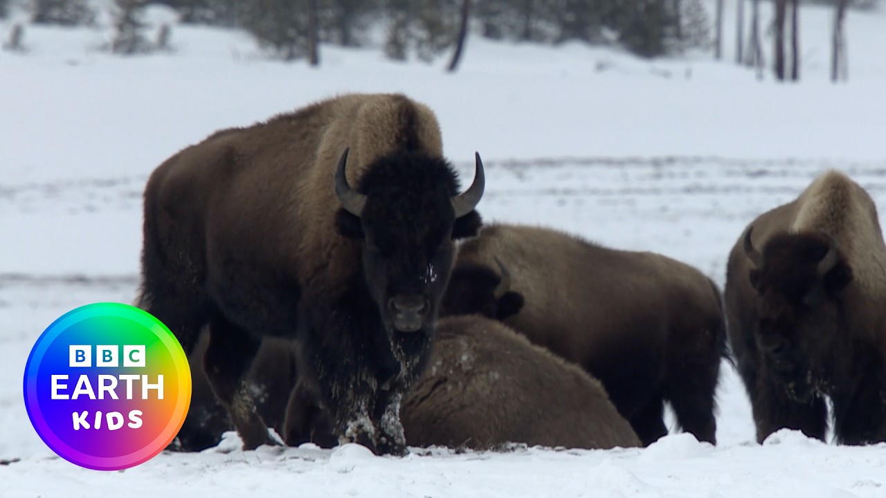 Play: Learn About Bison!: wild animal facts