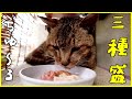 出掛ける前におじじ猫さんにちゅ～る3種類盛りをあげてみた