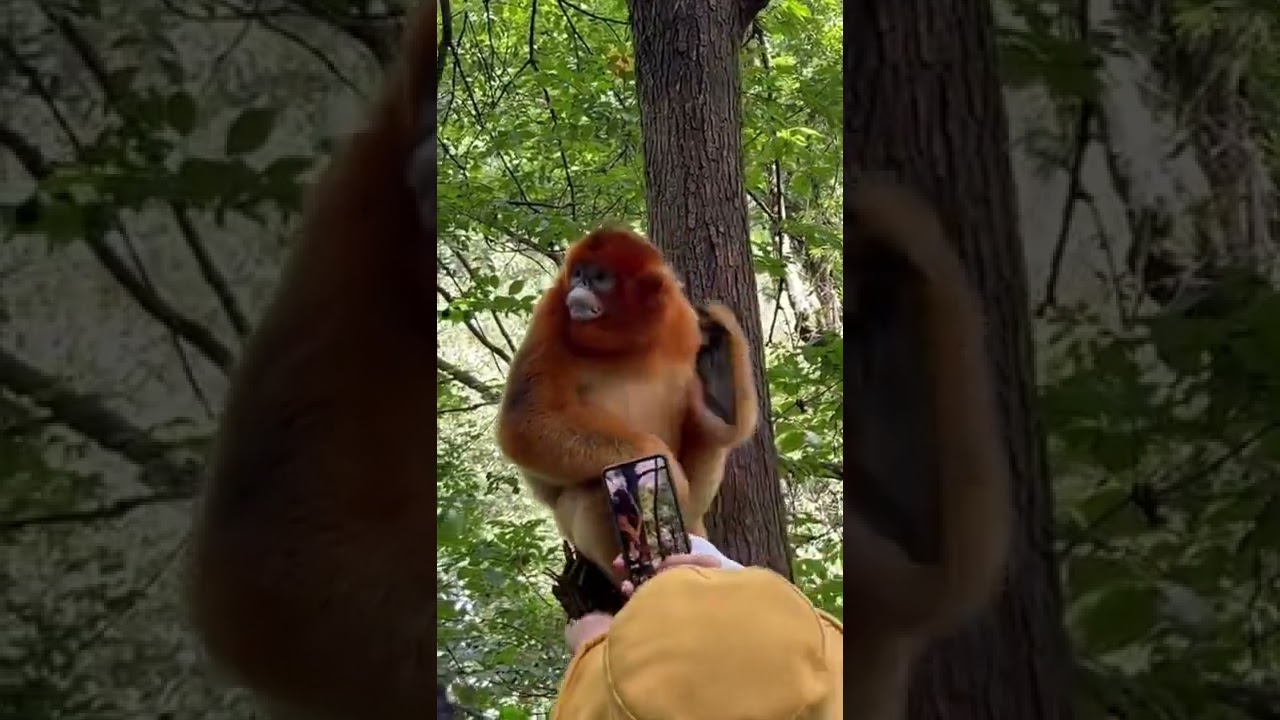Golden monkeys are the most docile monkeys