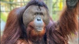 Amazing Apes: Nature's Intelligent Primates