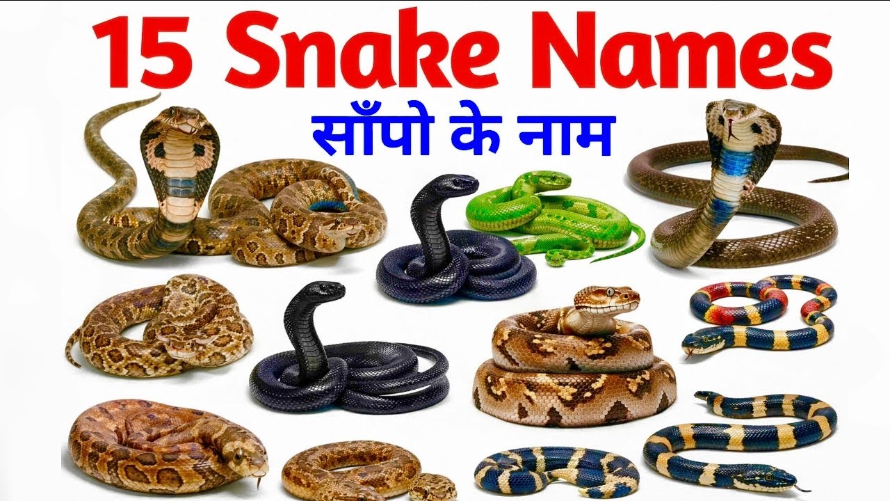 Snake Names  | साँपों के नाम | Learn Snakes Names in Hindi & English for kids