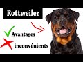 Le rottweiler avantages et inconvnients  rottweiler le mal et le bien de la race