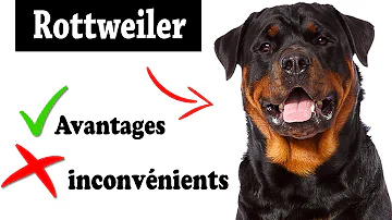Est-ce que le chien rottweiler est dangereux ?