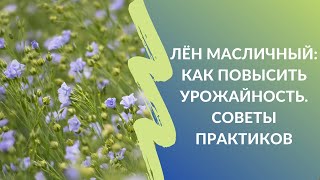 Лён масличный: как повысить урожайность. Советы практиков