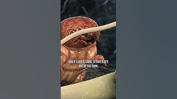 Corn rootworm can be a terrible pest.